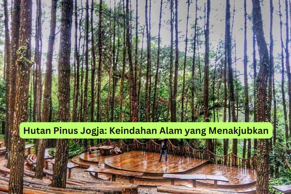 Hutan Pinus Jogja Keindahan Alam yang Menakjubkan